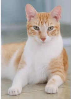 screen-shot-2019-05-28-at-3.15.46-pm