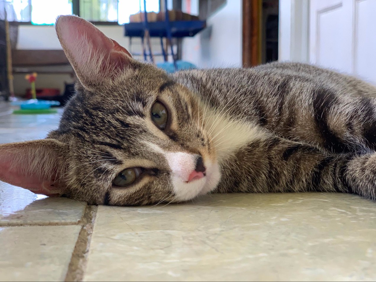 Ollie Photo Credit: Dasha @daryaseafilms